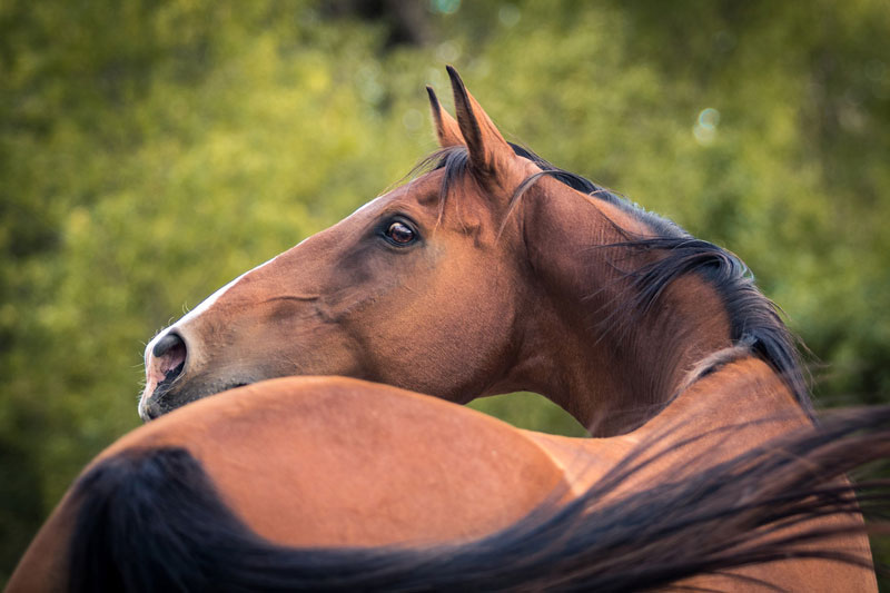 cheval equitation gard herault occitanie